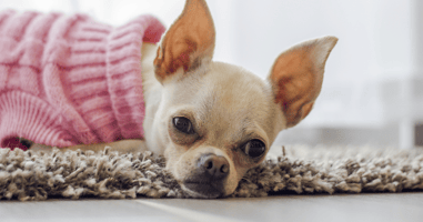 How does Home Cleaning Benefit Your Pets?