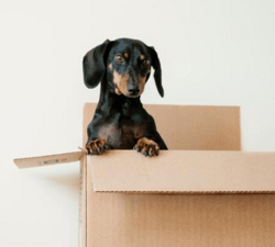 Move in & Move Out Cleaning